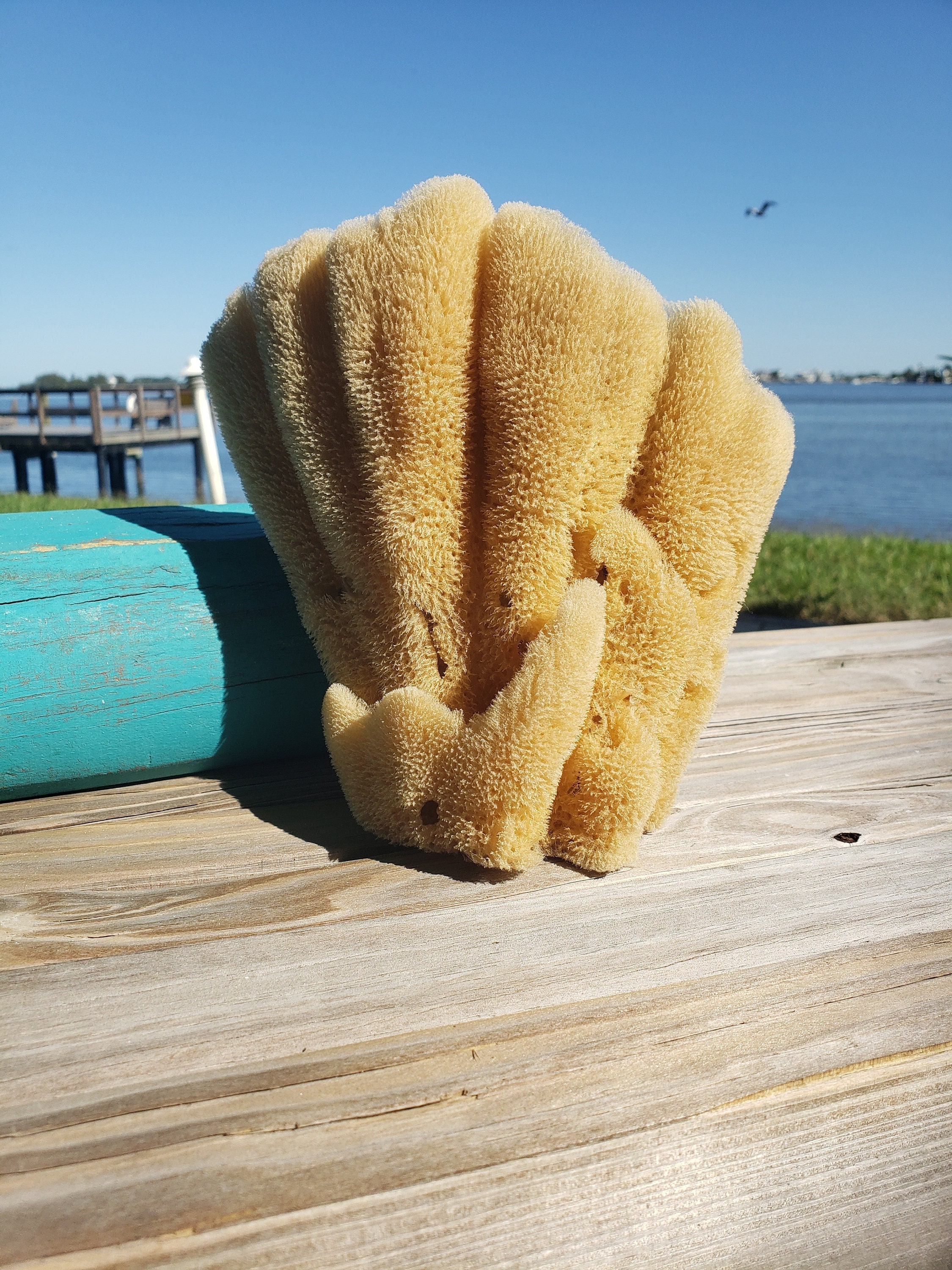 LARGE Sea Sponge 1pc 6"-9", Display Sponge, Sustainably Harvested, Decorative Bath Sponge Gift, Florida Sponge Co