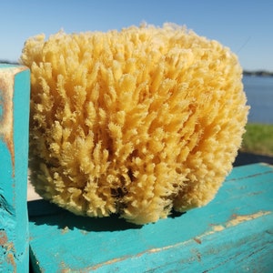 Natural Sea Sponge - Plastic Free Organic Sea Sponge: Grass Sponge