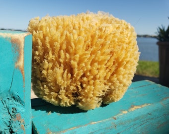 Medium & Large All Natural SEA SPONGE, Luxury Natural Bathing Sea Sponge, 1pc, Sustainably Harvested, Bath Sponge, Florida Sponge Co