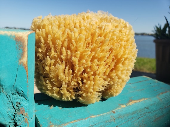 Premium 4 Yellow Sea Sponge for Bath Time