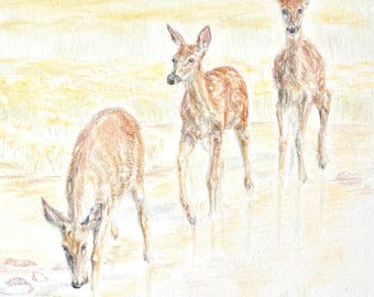 Original Color Pencil Deer Drawing: Hand-Drawn Fawn Wall Art (9x6 artwork, 13x10 framed
