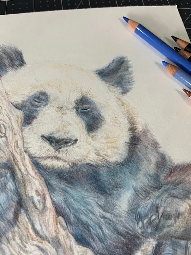 Panda Sleeping Color Pencil Drawing, Original Wildlife Art (8.5x11in ...