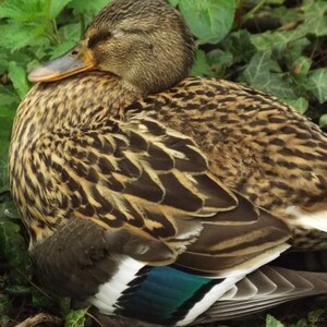 Photo of a Mallard Duck