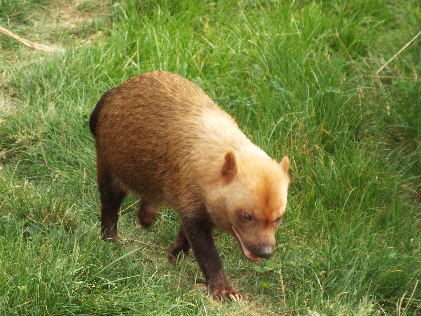 Photo of a Bush Dog - Etsy
