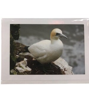 Blank Card with a Gannet on