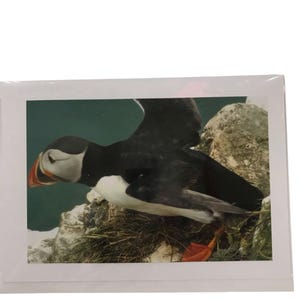 Blank Card with a Puffin on