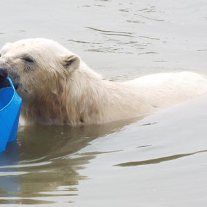 Photo of a Polar Bear