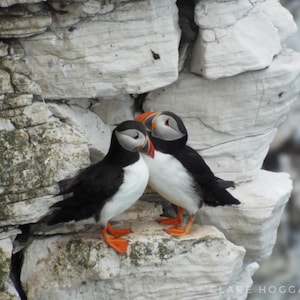 Photo of two Puffins