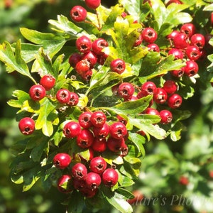 Photo of Autumn Berries