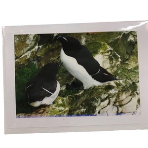 Carte vierge avec des petits pingouins