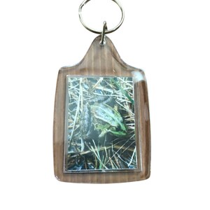 Op de afbeelding: Een heldere acryl sleutelhanger met een bruin houten frame. De sleutelhanger heeft een foto van een groene kikker in hoog gras. Het heeft een zilveren metalen ring.