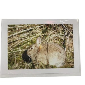 Blank Card with a Rabbit