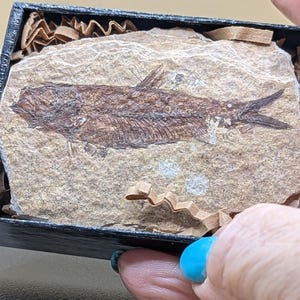 Puede incluir: Un espécimen de pez fosilizado presentado en una caja de exhibición negra. El pez es de color marrón oscuro, con detalles esqueléticos visibles, sobre un fondo de piedra de color beige claro. La caja la sostiene una persona.