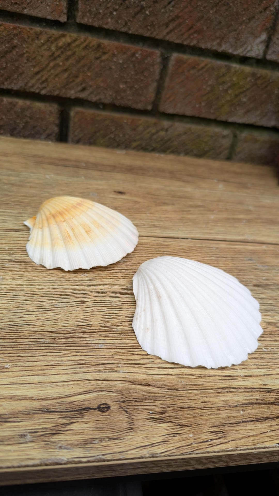 Undated Natural Scallop Shell Pair, Fan Shaped Sea Shells for Coastal ...
