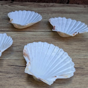 May include: Four white scallop shells with textured, fan-like ridges are arranged on a wooden surface. The shells have a natural, organic appearance, with subtle variations in colour and texture. The shells are a light, creamy white.