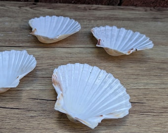 May include: Four white scallop shells with textured, fan-like ridges are arranged on a wooden surface. The shells have a natural, organic appearance, with subtle variations in color and texture. The shells are a light, creamy white.