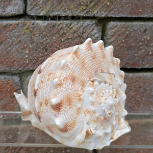 May include: A large, spiral seashell with a textured surface. The shell has cream and brown tones, with a prominent spiral and spiky edges. The shell is displayed against a brick background.