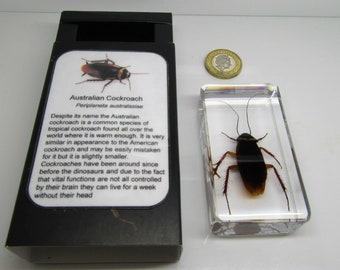 Real insects range Australian Cockroach in crystal clear resin with information card on gift box