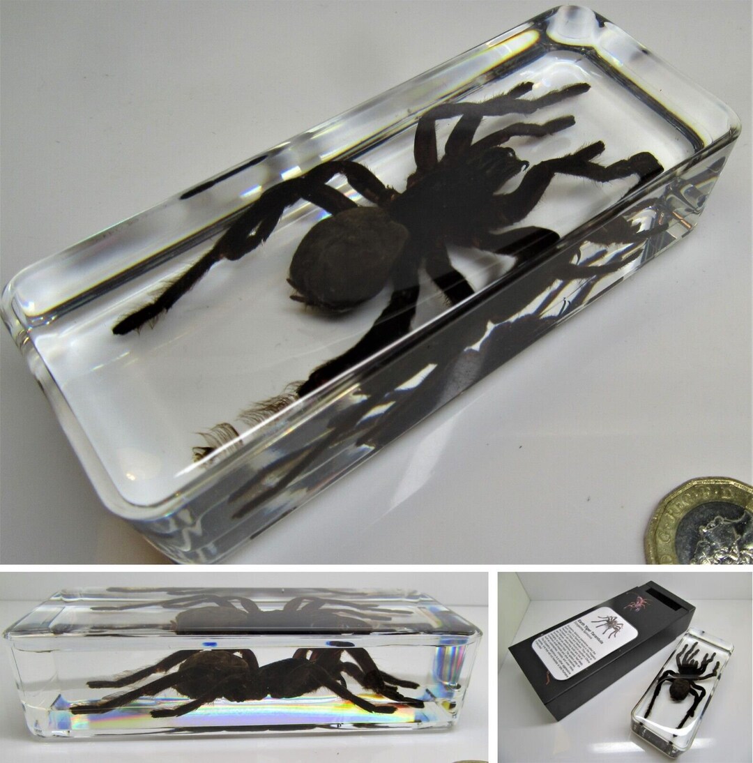 Taxidermied Spider - Haplomia Minax Tarantula In A Black Frame &ndash; Jurassic Jungle