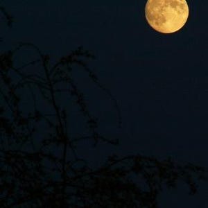 Full Moon Digital Prints - Etsy