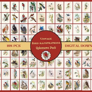 John Gould Ilustrações de pássaros vintage Pacote de papel digital Kit de coisas efêmeras de pássaros Natureza coisas efêmeras IMPRIMÍVEIS Cartões de diário lixo vintage Imagens de pássaros
