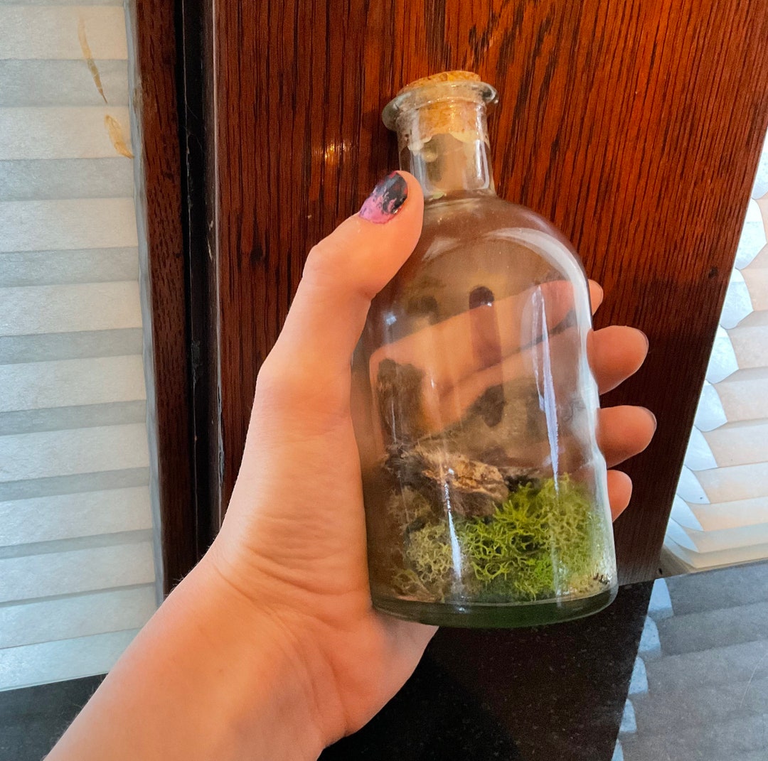 Fox Squirrel Mummified Feet Terrarium Etsy