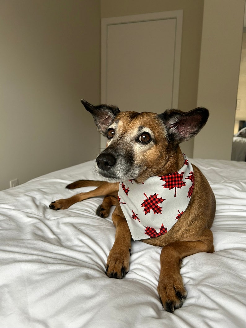 Canadian Maple Leaf Pet Bandana, Dog or Cat Scarf, Reversible Polka Dots snap buttons optional image 3