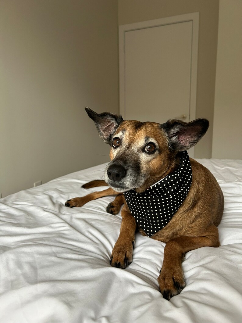 Canadian Maple Leaf Pet Bandana, Dog or Cat Scarf, Reversible Polka Dots snap buttons optional image 4