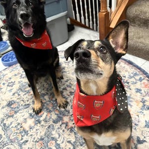 Arsenal FC Pet Bandana: Reversible Dog/Cat Bandana, Soccer Fan Gift, Football Club Accessory image 5
