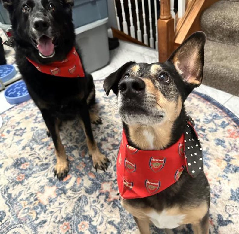 Arsenal FC Pet Bandana: Reversible Dog/Cat Bandana, Soccer Fan Gift, Football Club Accessory image 5