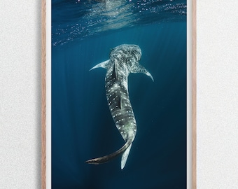 Tiburón ballena nadando cerca de la superficie del océano, arrecife de Ningaloo, bahía de Coral, Australia Occidental. Fotografía submarina de vida silvestre.