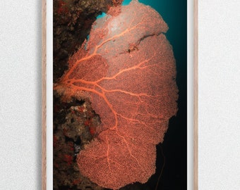 Abanico de coral rojo bajo el agua, impresión fotográfica de vida silvestre submarina, Maldivas