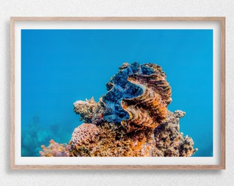 Giant Clam Underwater, Coral Reef, Underwater Photography Print