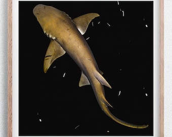 Tiburón nodriza desde arriba por la noche, impresión de fotografía de vida silvestre submarina
