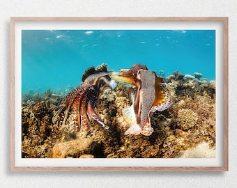 Cortejo de sepia, impresión fotográfica de vida silvestre submarina, arrecife de Ningaloo, Australia, bahía de Coral
