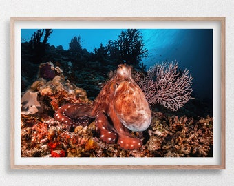 Pulpo de arrecife descansando en un arrecife de coral, impresión fotográfica de vida silvestre submarina, Maldivas