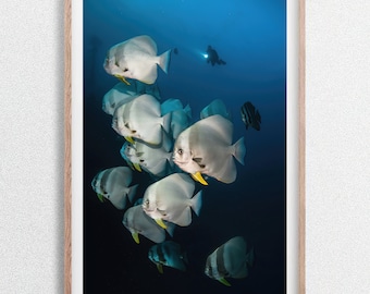 Banco de peces murciélago con buceador, impresión fotográfica de vida silvestre submarina, Maldivas