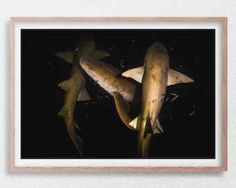 Tiburones nodriza jugando juntos por la noche, impresión artística de fotografía submarina de vida silvestre, Maldivas