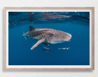 Tiburón ballena nadando en el océano azul claro, Australia, fotografía submarina de vida silvestre.