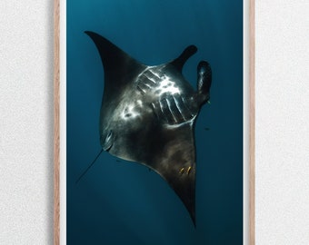Manta raya negra danzante, arrecife de Ningaloo, bahía de coral, Australia Occidental. Impresión fotográfica de vida silvestre submarina.