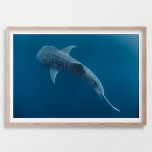 Whale Shark Swimming in Deep Blue Ocean from Above, Australia, Underwater Wildlife Photography Print