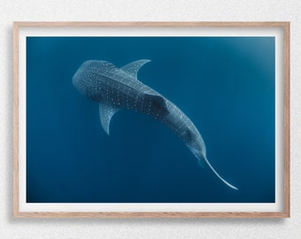 Tiburón ballena nadando en el océano azul profundo desde arriba, Australia, fotografía submarina de vida silvestre.