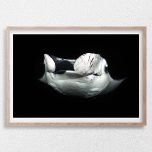 Manta Ray Feeding at Night, Maldives, Underwater Wildlife Photography Print, Black and White, Maldives