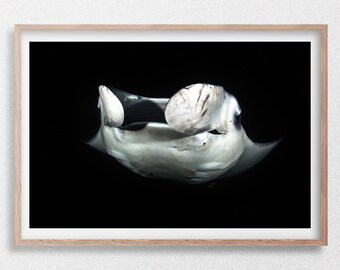 Manta raya alimentándose por la noche, Maldivas. Impresión fotográfica de vida silvestre submarina, blanco y negro.