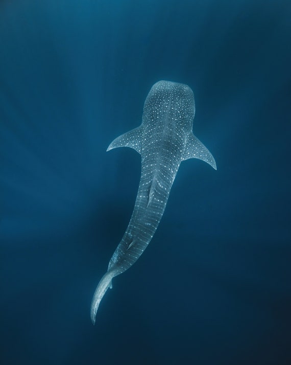 Whale Shark From Above, Australia Ningaloo Reef, Underwater Ocean