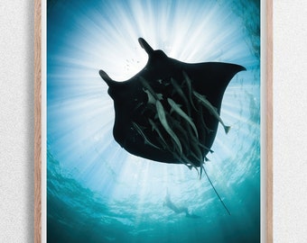 Manta raya negra desde abajo con rayos de sol, impresión fotográfica de vida silvestre submarina, arrecife de Ningaloo, Australia Occidental