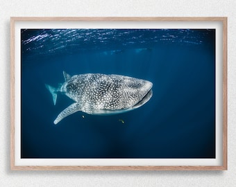 Tiburón ballena nadando en el océano azul profundo, Australia, fotografía submarina de vida silvestre.