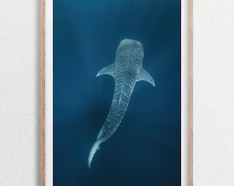Tiburón ballena desde arriba, arrecife de Ningaloo, Australia. Fotografía submarina de la vida silvestre oceánica.