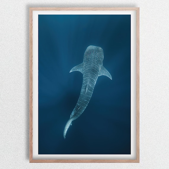 上空から見たジンベイザメ、オーストラリア・ニンガルーリーフ、水中