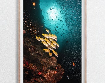Pargos amarillos y bancos de peces con rayos de sol, impresión fotográfica de vida silvestre submarina, Maldivas, vertical